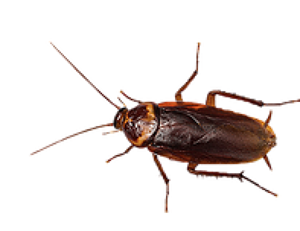 Roach PNG Free Download 3