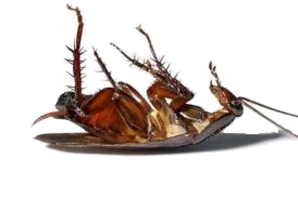 Roach PNG Free Download 31