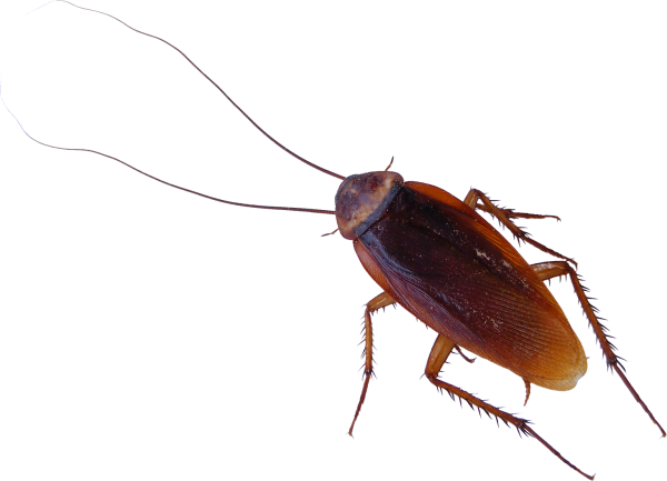 Roach PNG Free Download 35