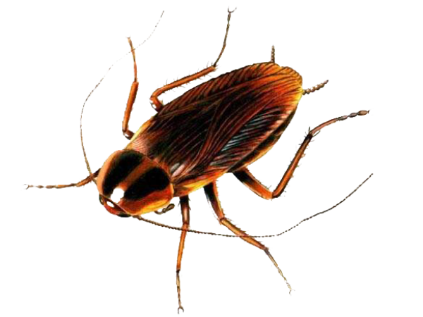 Roach PNG Free Download 37