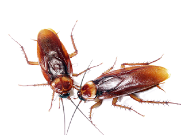 Roach PNG Free Download 38