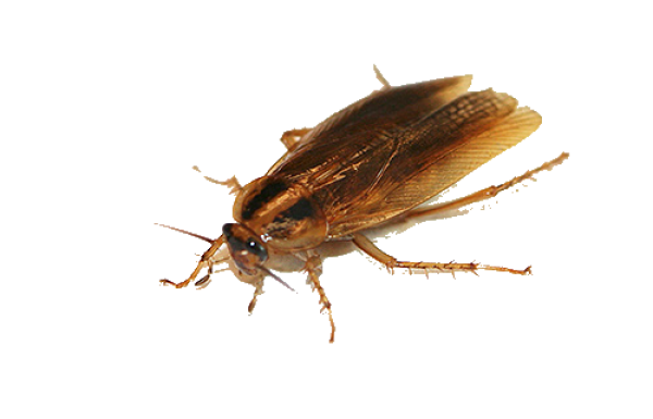 Roach PNG Free Download 4