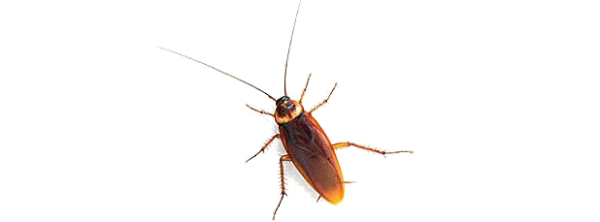 Roach PNG Free Download 5