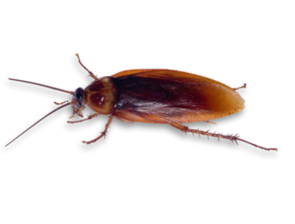 Roach PNG Free Download 6