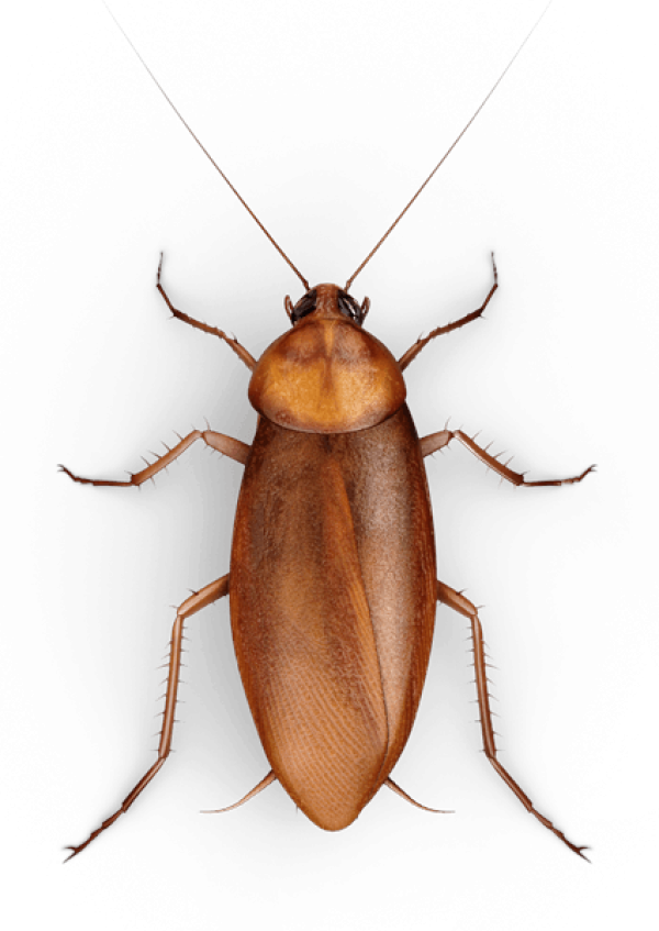 Roach PNG Free Download 7