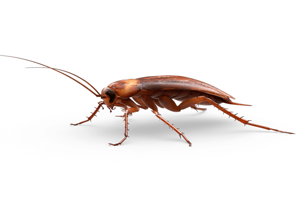 Roach PNG Free Download 8
