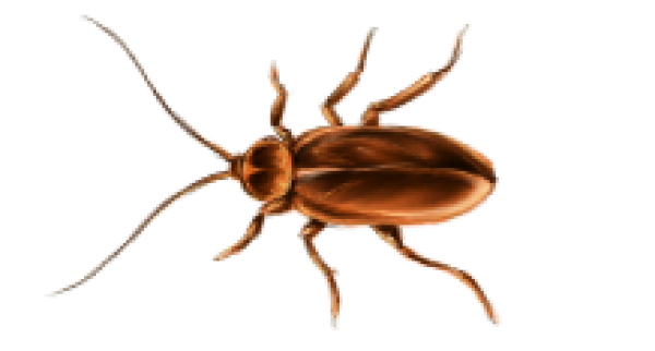Roach PNG Free Download 9