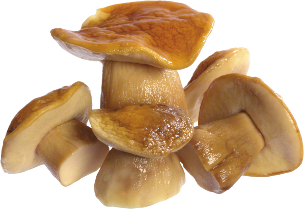 rosted mushroom free download png