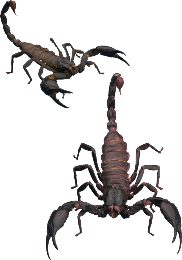 Scorpion PNG Free Download 1