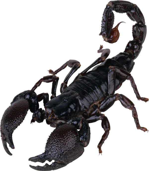 Scorpion PNG Free Download 3