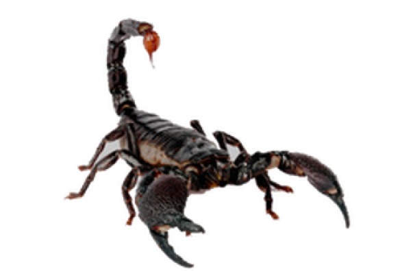 Scorpion PNG Free Download 8