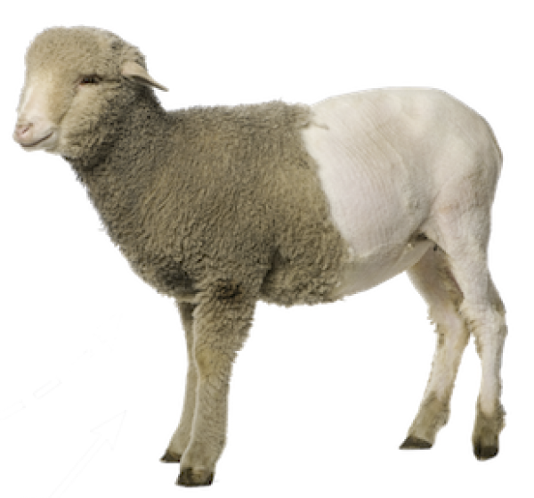 Sheep PNG Free Download 11