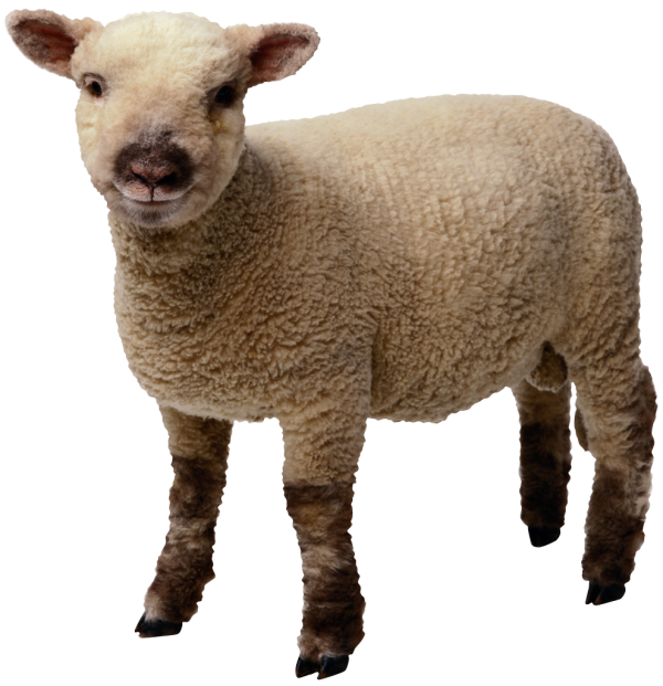 Sheep PNG Free Download 13