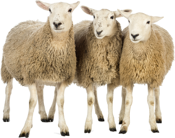 Sheep PNG Free Download 15