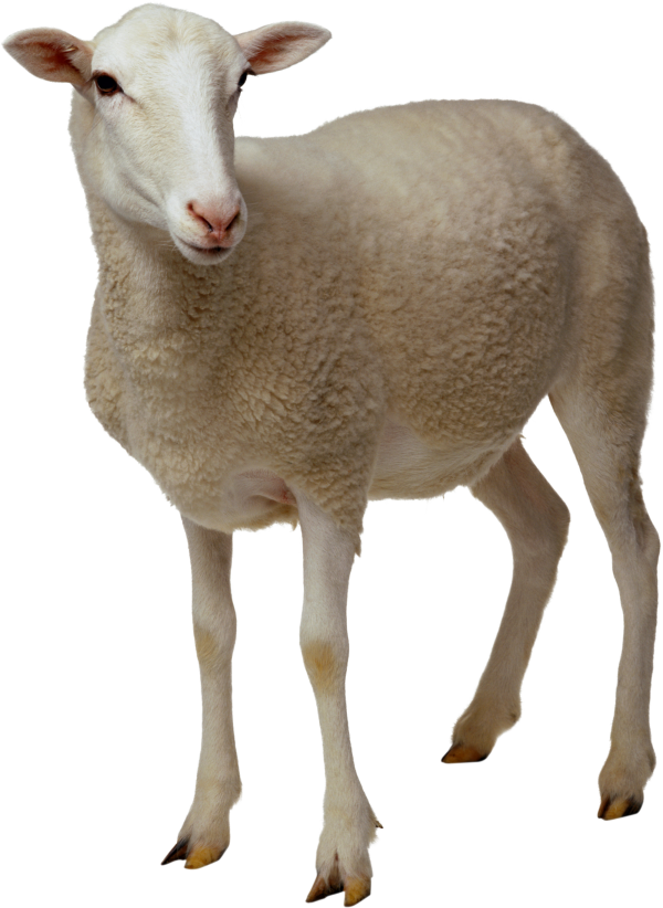 Sheep PNG Free Download 16