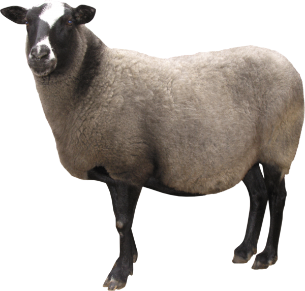 Sheep PNG Free Download 18