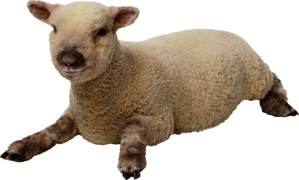 Sheep PNG Free Download 19