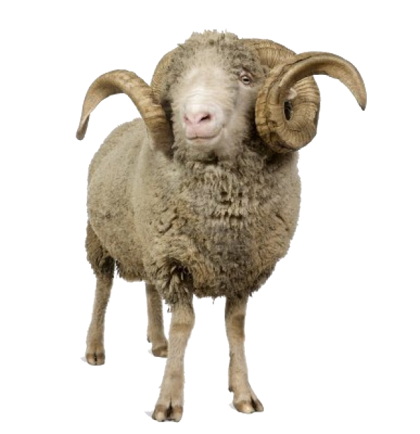 Sheep PNG Free Download 2