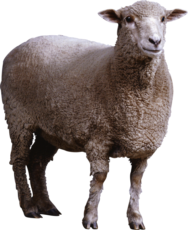 Sheep PNG Free Download 20