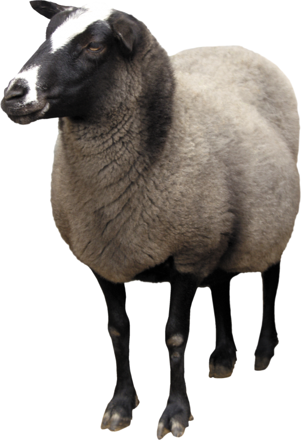 Sheep PNG Free Download 21