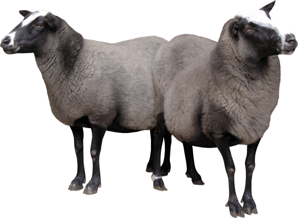 Sheep PNG Free Download 23