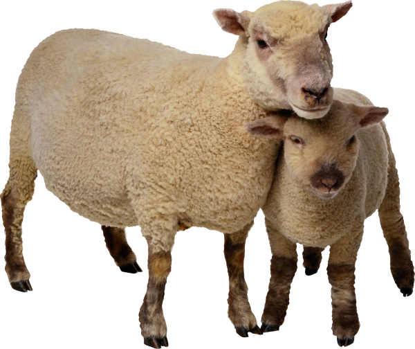 Sheep PNG Free Download 4