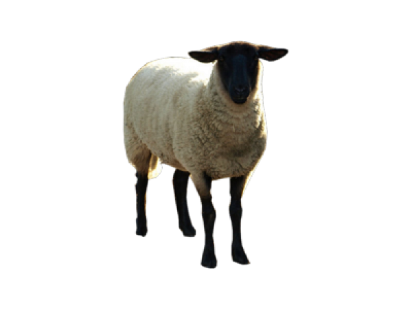 Sheep PNG Free Download 6