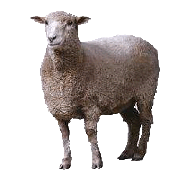 Sheep Png Free Download 7 Png Images Download Sheep Png Free