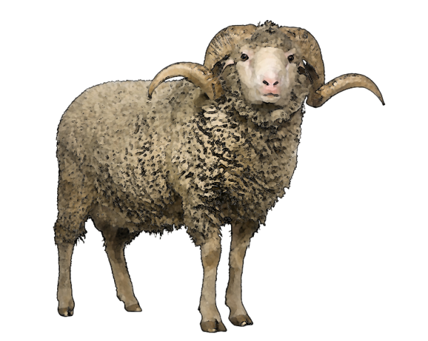 Sheep PNG Free Download 8