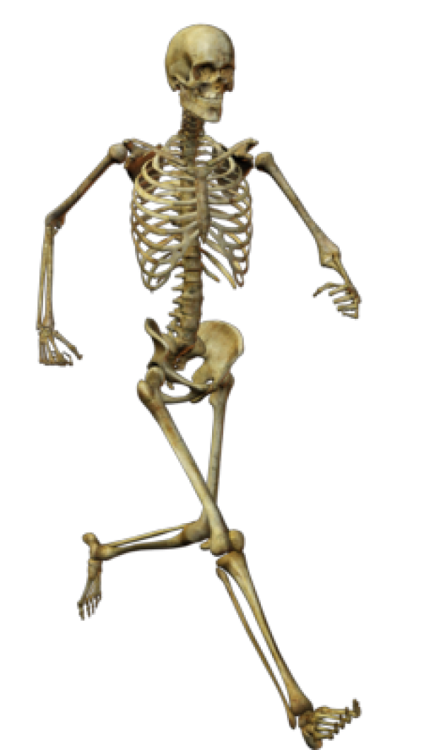Skeleton PNG Free Download 1