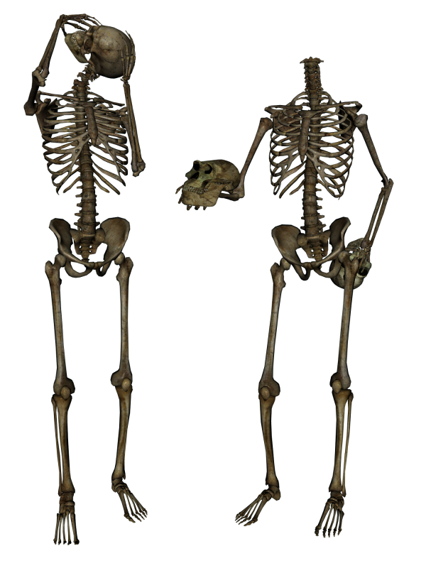 Skeleton PNG Free Download 10