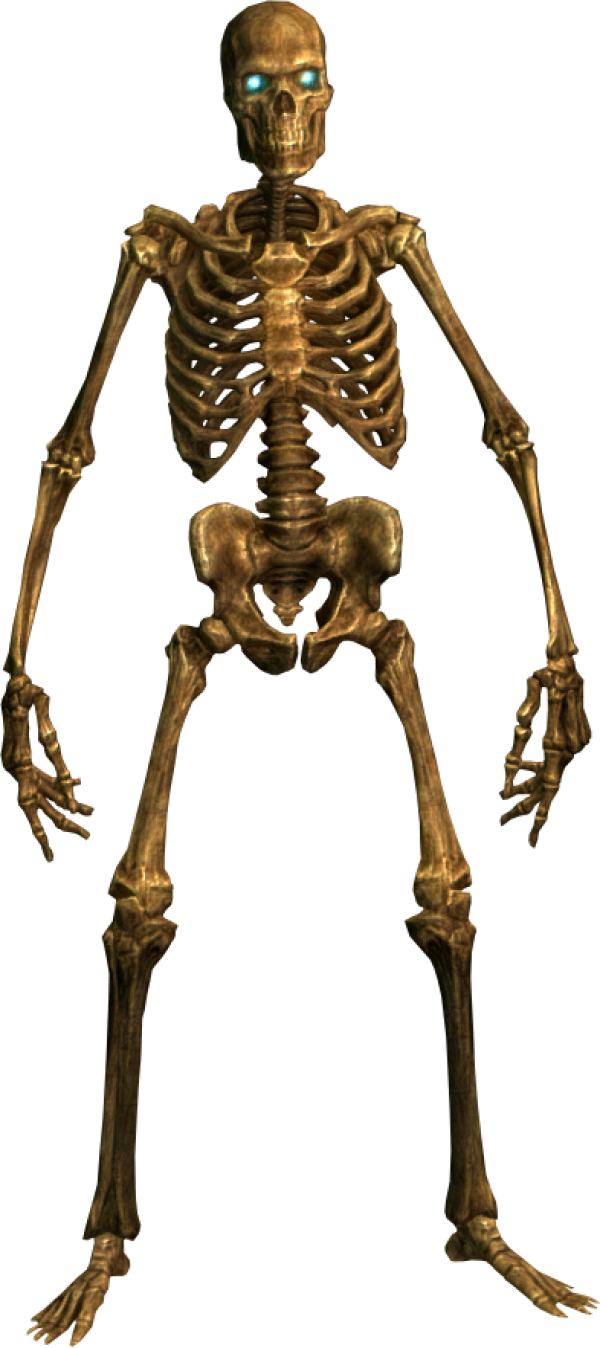 Skeleton PNG Free Download 18