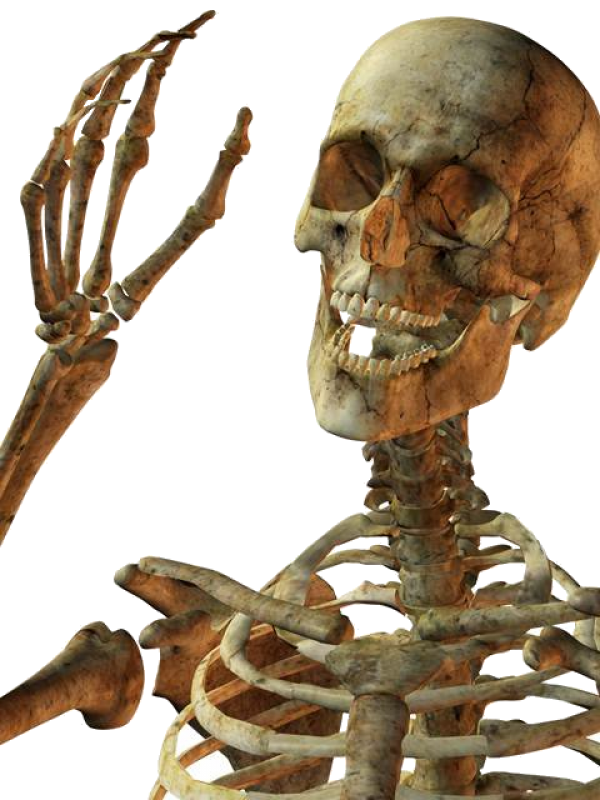 Skeleton PNG Free Download 19
