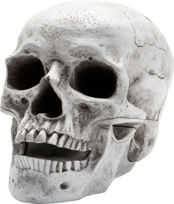 Skeleton PNG Free Download 2