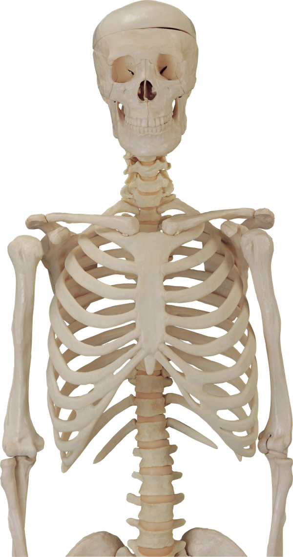Skeleton PNG Free Download 21