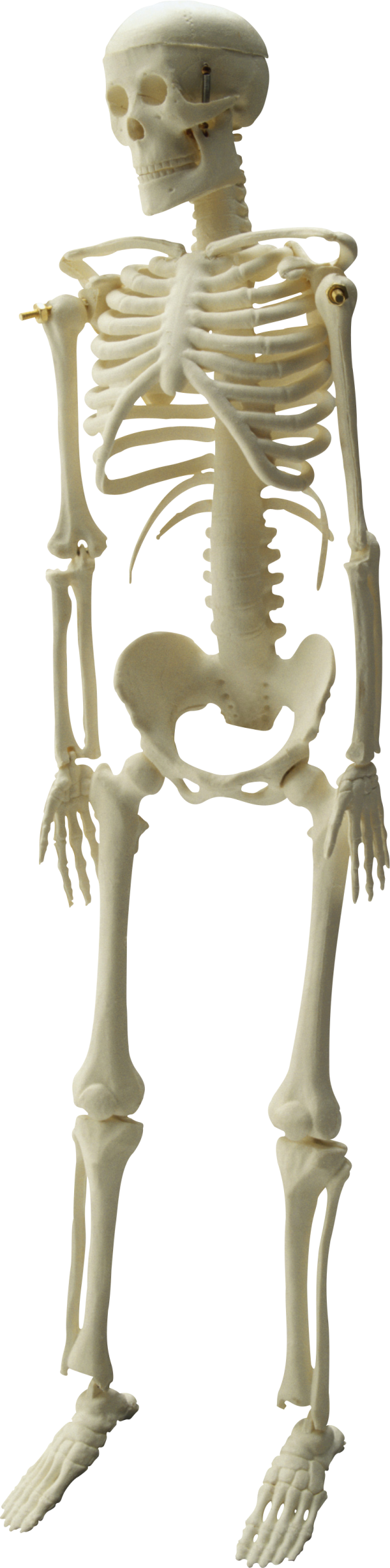 Skeleton PNG Free Download 24