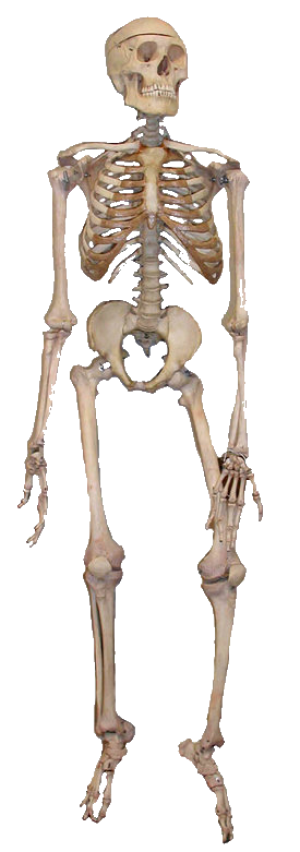 Skeleton PNG Free Download 3