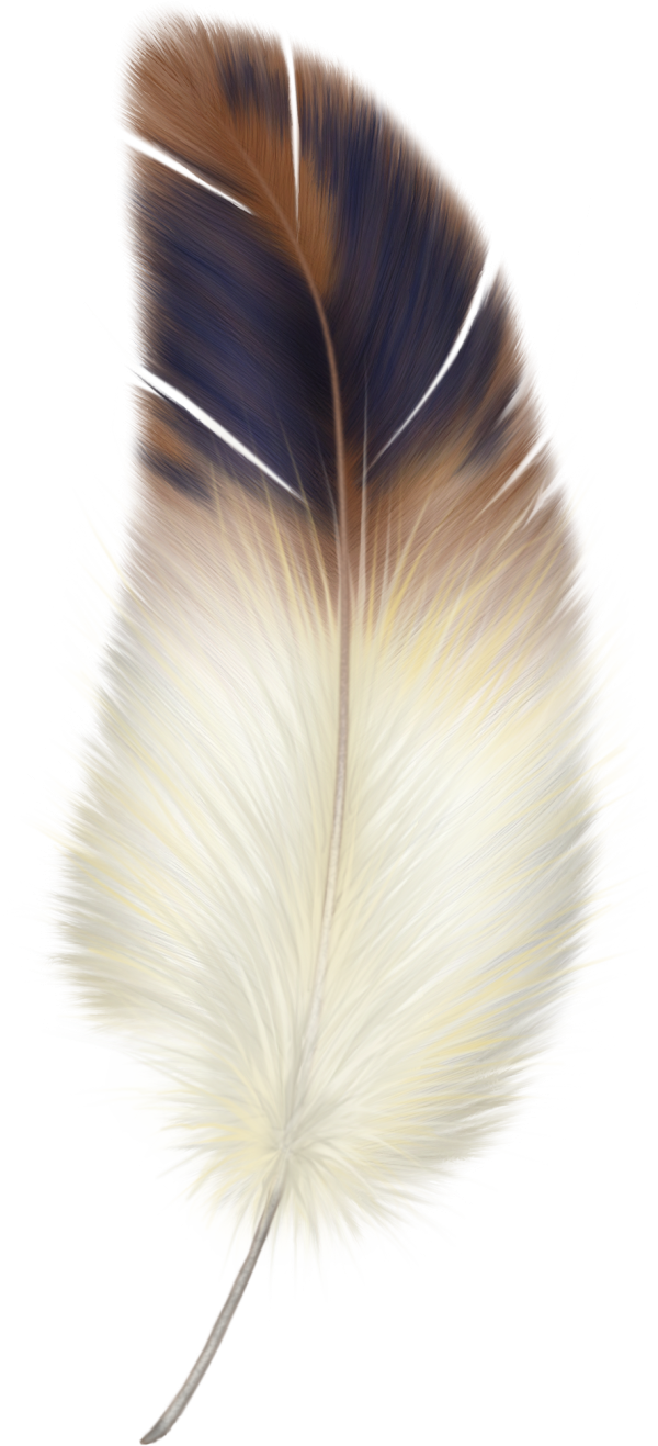 Sketched Feather Png Downlload