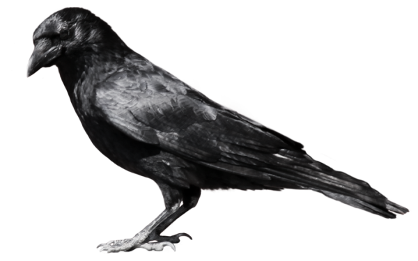 Sleeping Crow Png