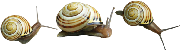 Snails PNG Free Download 10