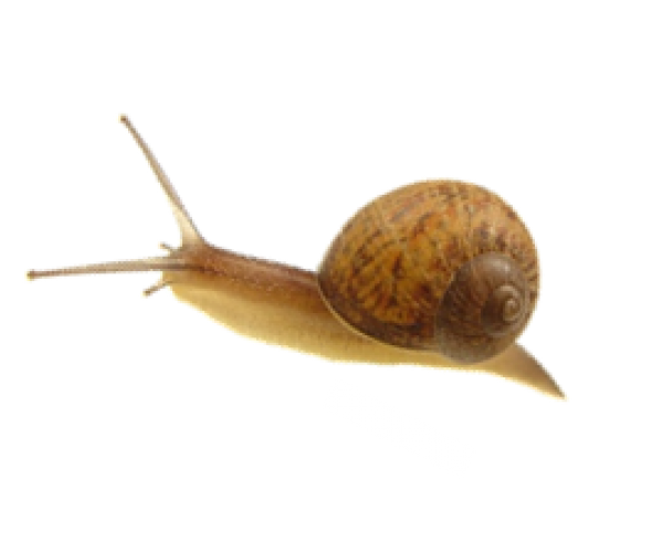 Snails PNG Free Download 11