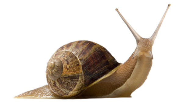 Snails PNG Free Download 12