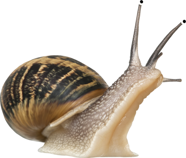 Snails PNG Free Download 16
