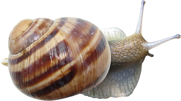 Snails PNG Free Download 17