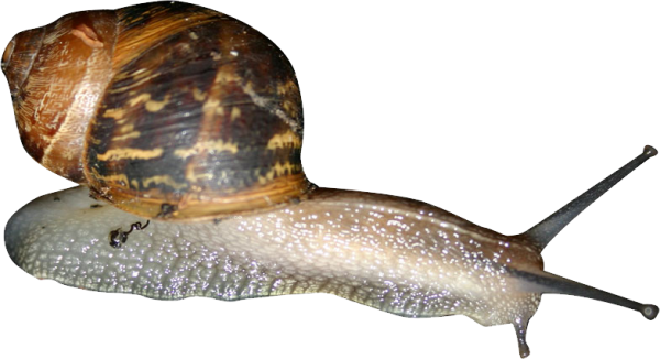 Snails PNG Free Download 23