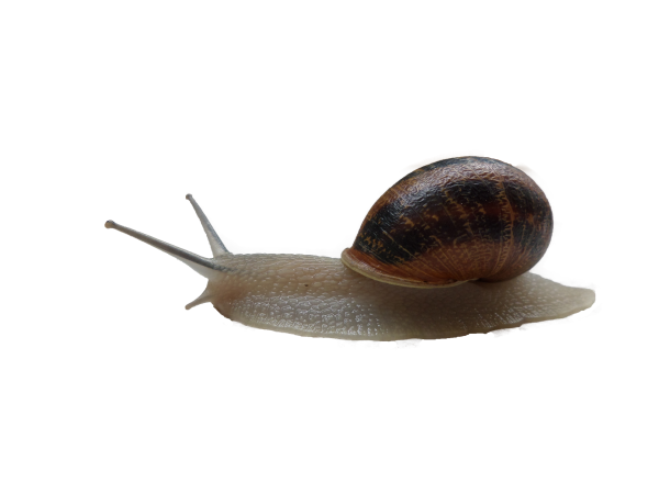 Snails PNG Free Download 26