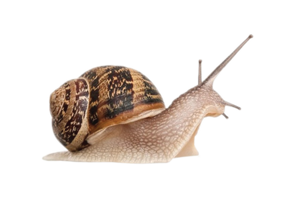 Snails PNG Free Download 28