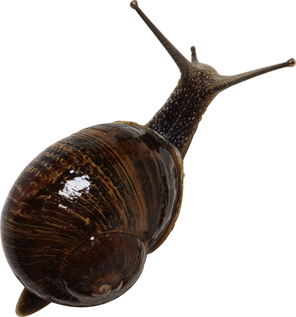 Snails PNG Free Download 4