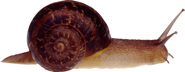 Snails PNG Free Download 5