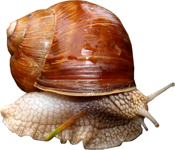 Snails PNG Free Download 6